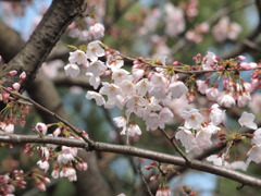 桜