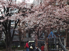 桜ノ木ノシタデ