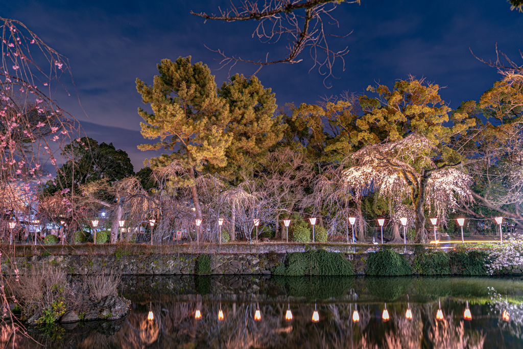 三島大社　夜桜4