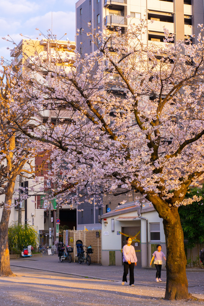 御徒町　公園　桜1