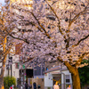 御徒町　公園　桜1