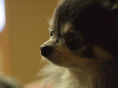 愛犬ミロ