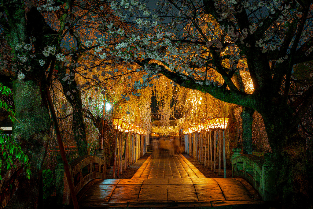 三島大社　夜桜