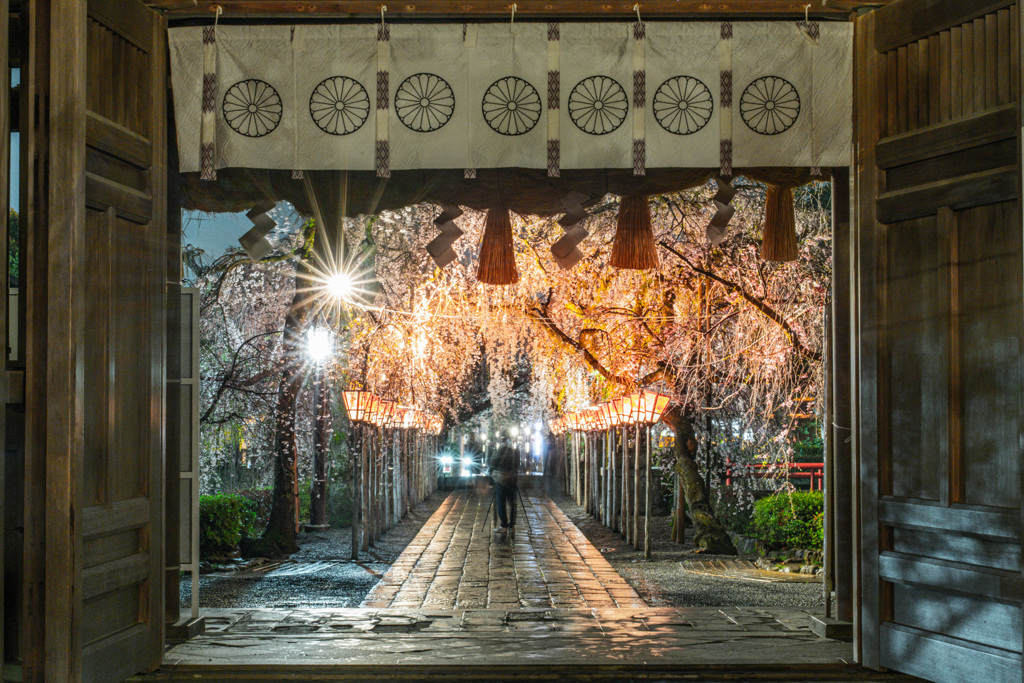 三島大社　夜桜