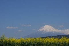 菜の花を見下ろす富士