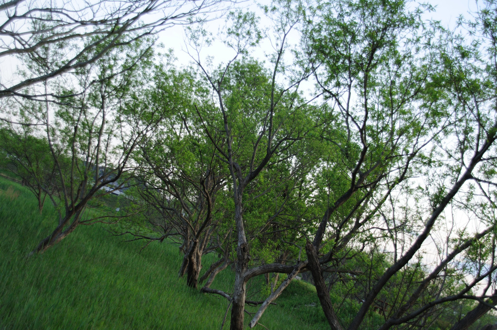 DSC_1099