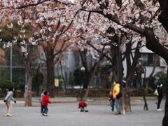 桜ノ木ノシタデ２