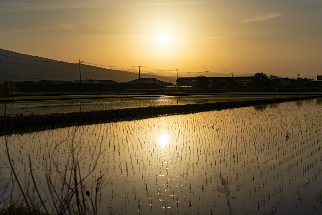 稲田を照らす朝日