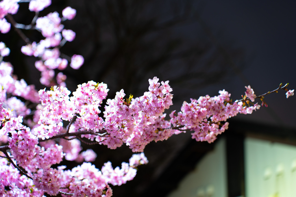 三嶋大社　河津桜２