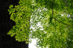 修善寺