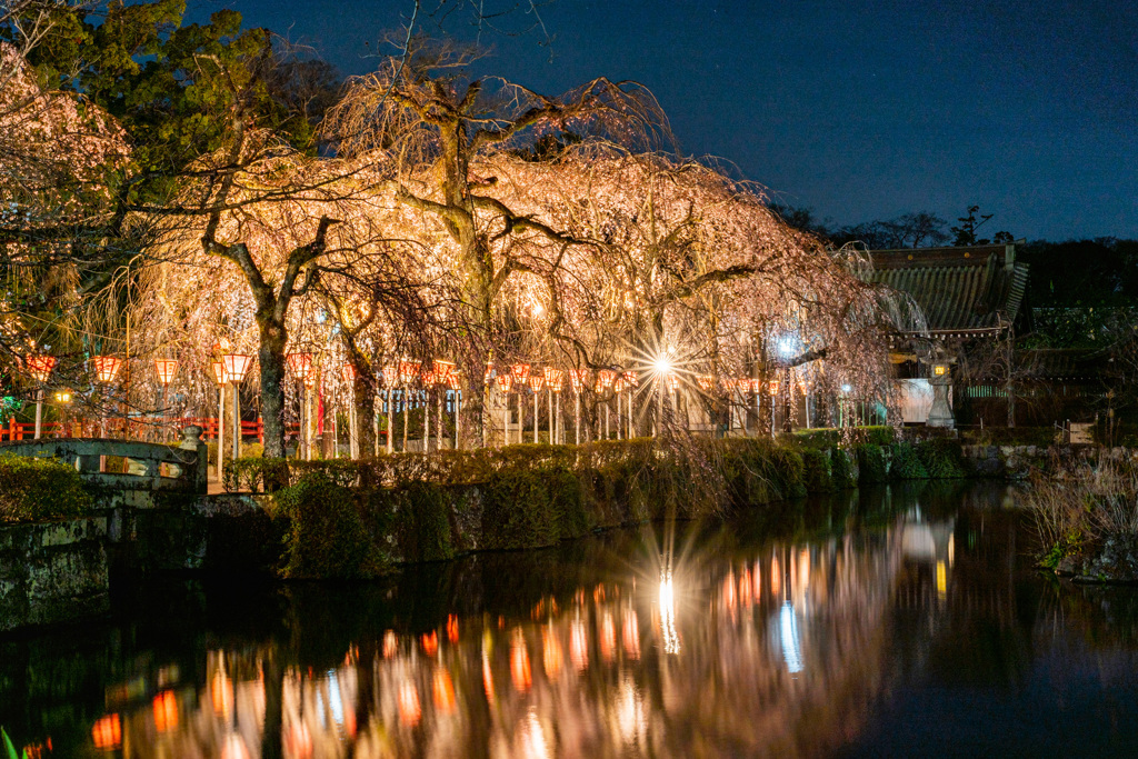 三島大社　夜桜