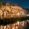 三島大社　夜桜