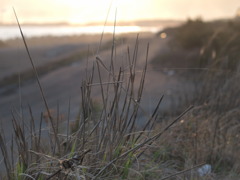 わら、草