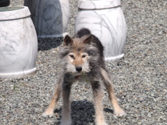 愛犬ルビー