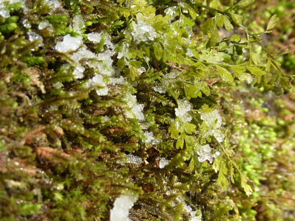 苔と雪