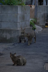 猫の集い