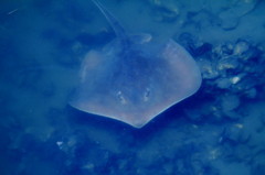 浅瀬でお散歩