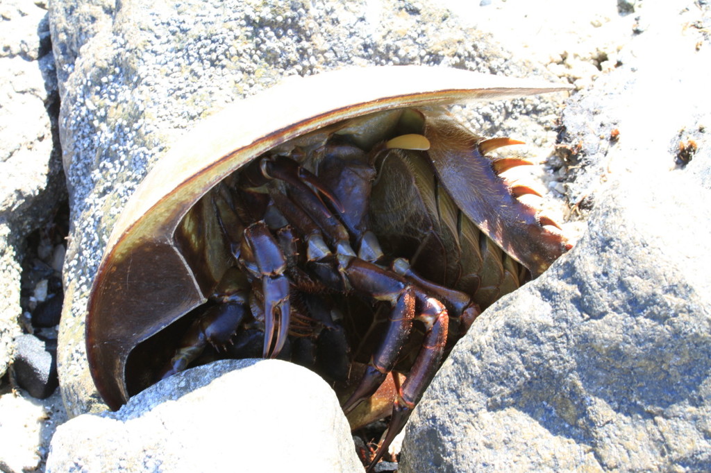 カブトガニ