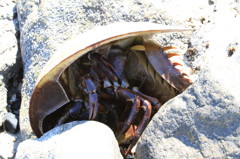 カブトガニ