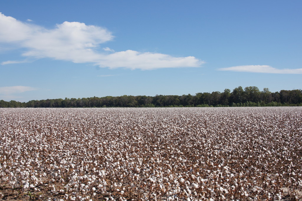 Cotton Field