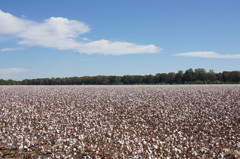 Cotton Field