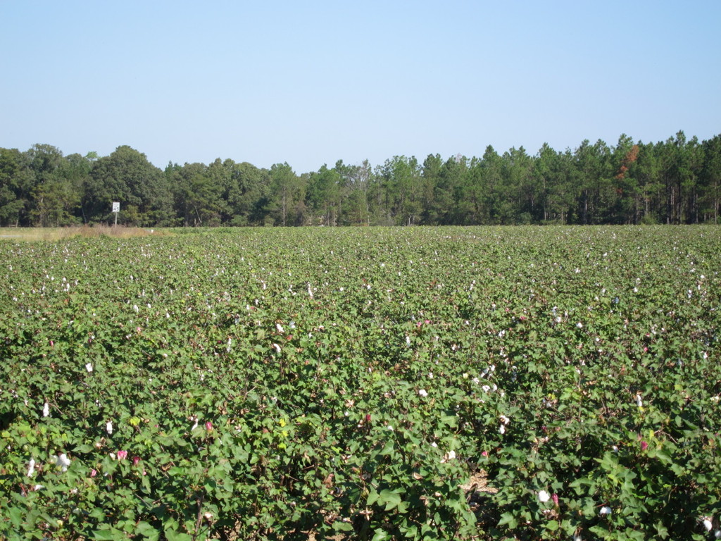 Cotton Field
