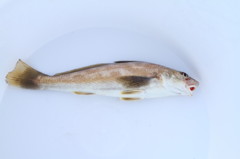 釣れたけど・・・リリース