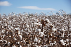 Cotton Field