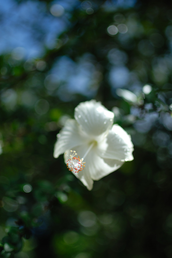 ボリビアに咲く花