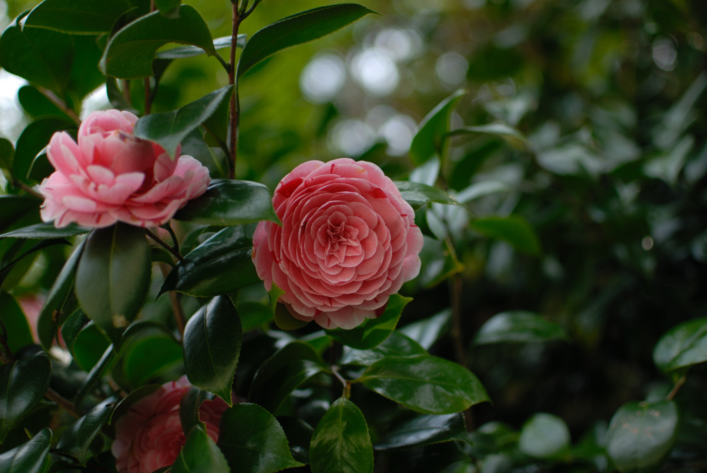 DSC_00820001