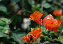 DSC_00540001