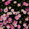散りばめられた花々