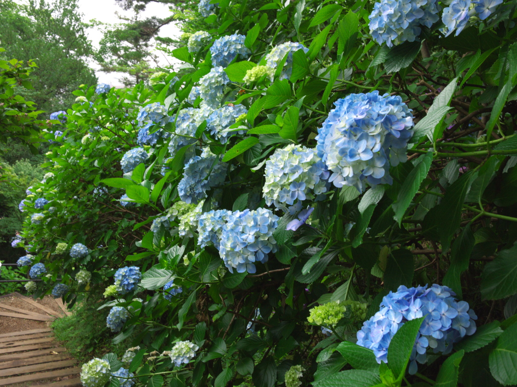 いちめん紫陽花