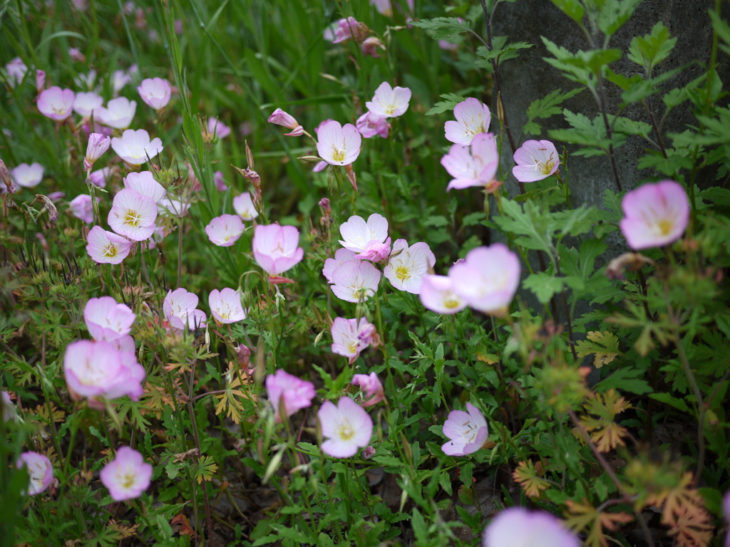 ピンクの花