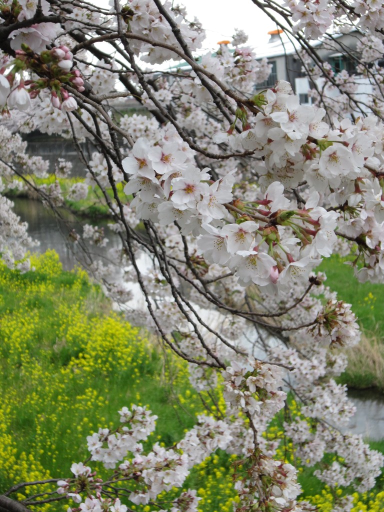 桜と菜の花