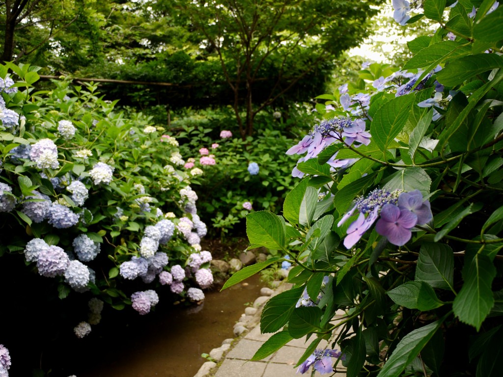 紫陽花の小径