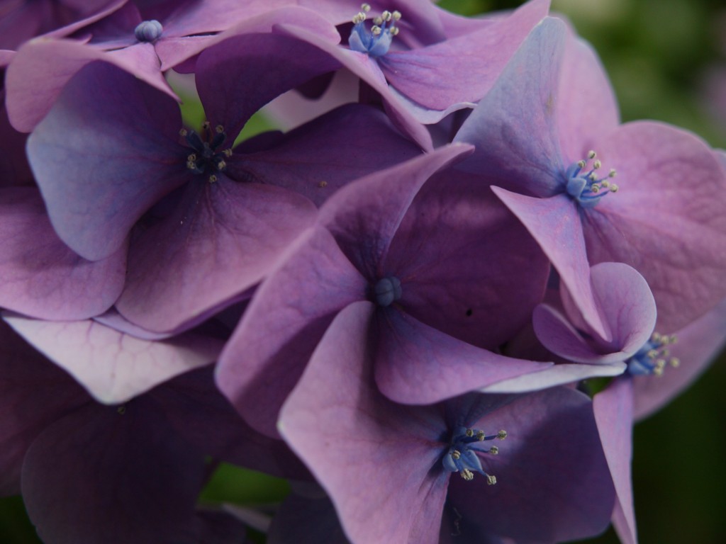 紫の紫陽花
