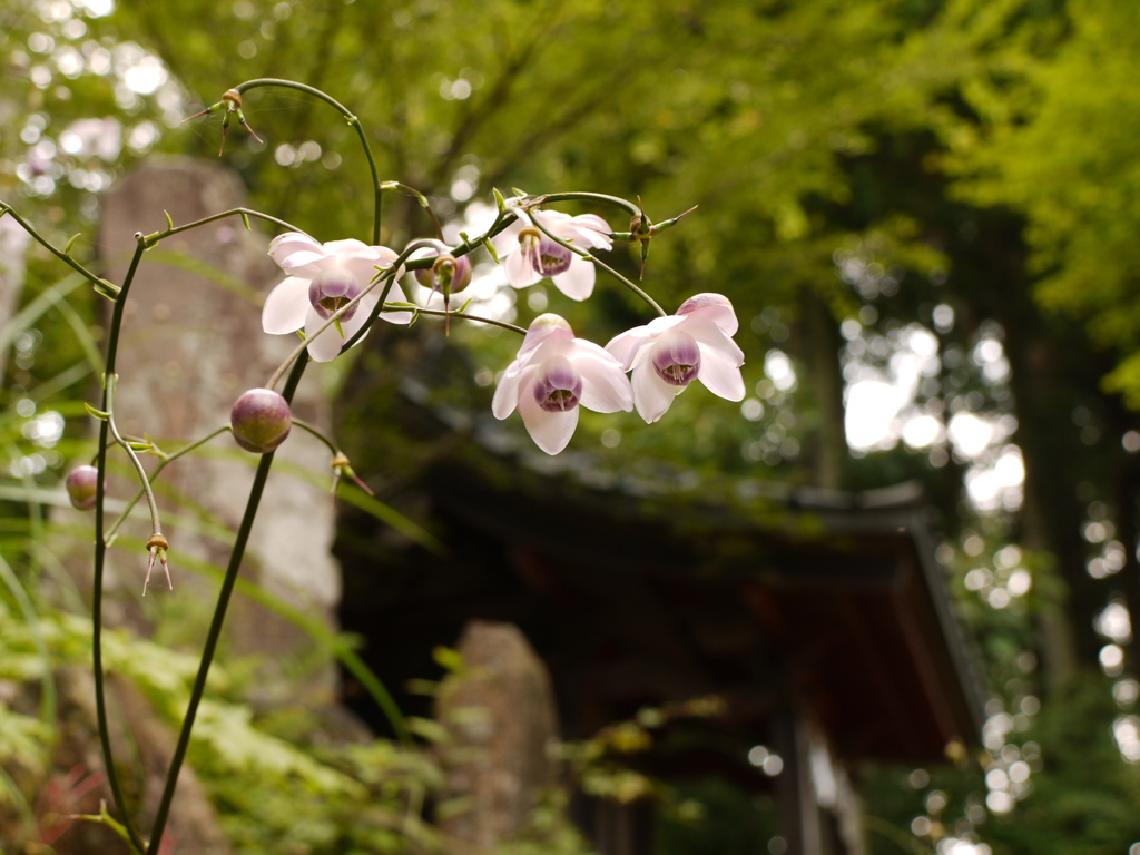 神社脇のレンゲショウマ