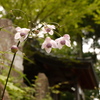 神社脇のレンゲショウマ