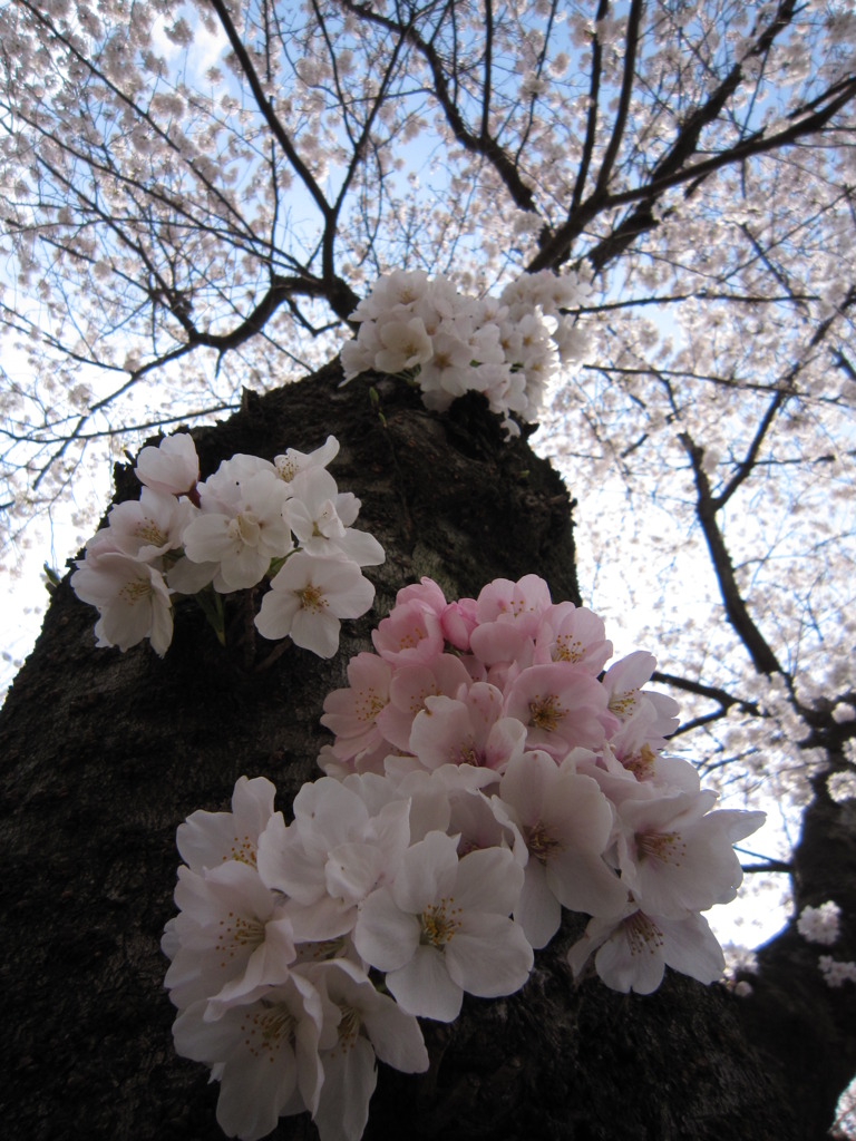 春あふれ出る