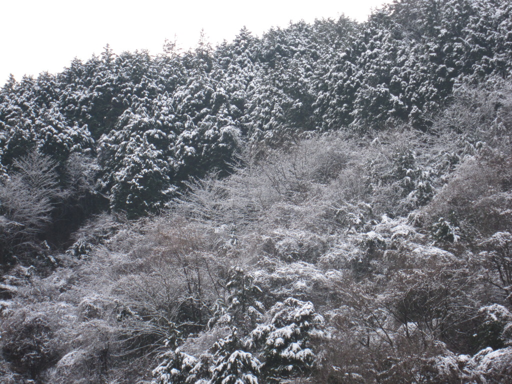 雪景色の裏高尾