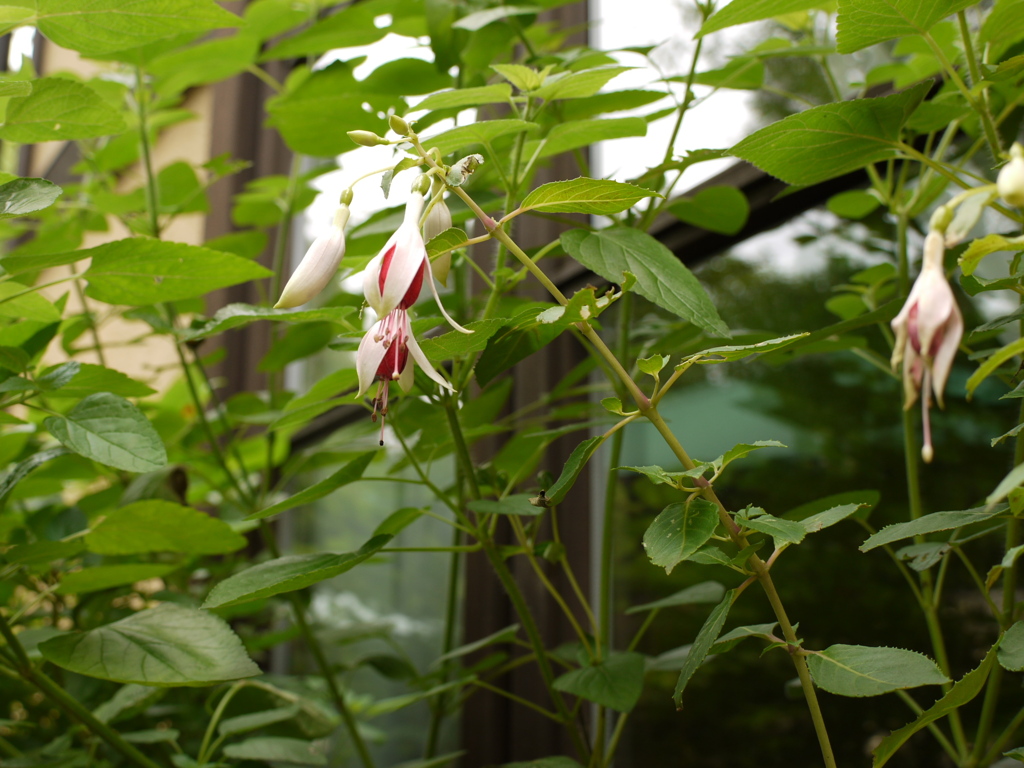 窓辺の花