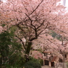 桜の小道