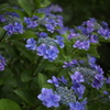 星形の紫陽花