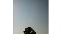 朝の木