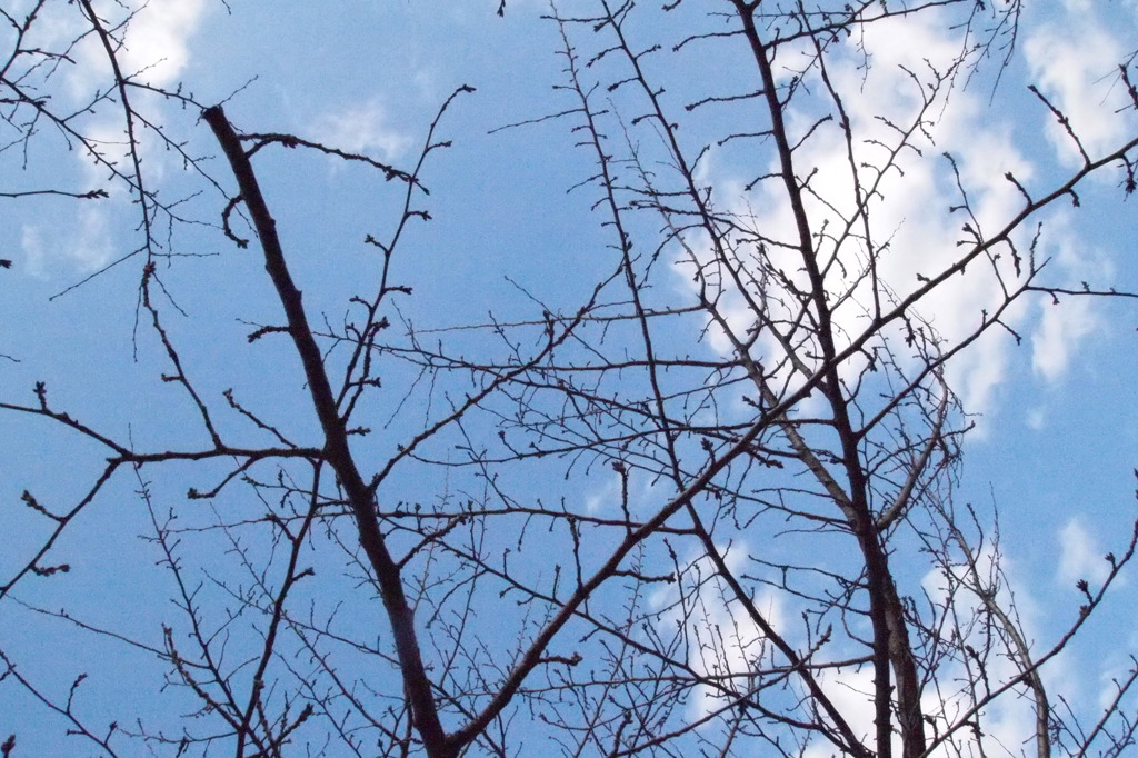 木と空