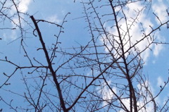 木と空