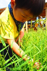 原っぱ小僧