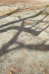 公園と木