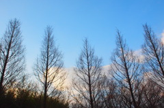 樹